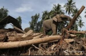 ‎IKAPALA Aceh Kecam Pengerahan Pasukan Gajah untuk Membersihkan Sisa Banjir di Pidie Jaya