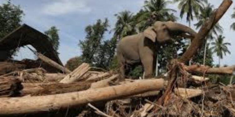 ‎IKAPALA Aceh Kecam Pengerahan Pasukan Gajah untuk Membersihkan Sisa Banjir di Pidie Jaya