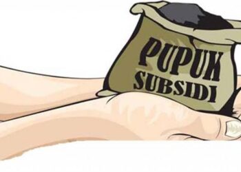 Sidak Pupuk Subsidi di Simeulue Dinilai Belum Tepat Petani Minta Pemerintah Tanyakan Harga Langsung ke Petani