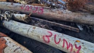 Kayu di Lokasi Banjir Diduga Bisa Jadi Barang Bukti, Pemerintah Aceh Terapkan Larangan Pengambilan