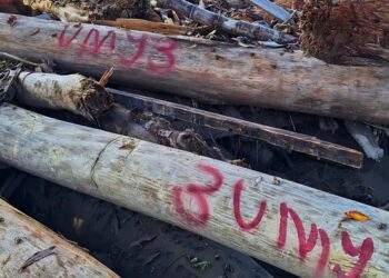 Kayu di Lokasi Banjir Diduga Bisa Jadi Barang Bukti, Pemerintah Aceh Terapkan Larangan Pengambilan