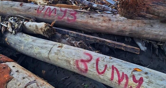 Kayu di Lokasi Banjir Diduga Bisa Jadi Barang Bukti, Pemerintah Aceh Terapkan Larangan Pengambilan