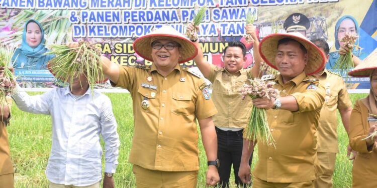 Menguntungkan, Petani Sidodadi Ramunia Deli Serdang Pilih Tanam Bawang Merah