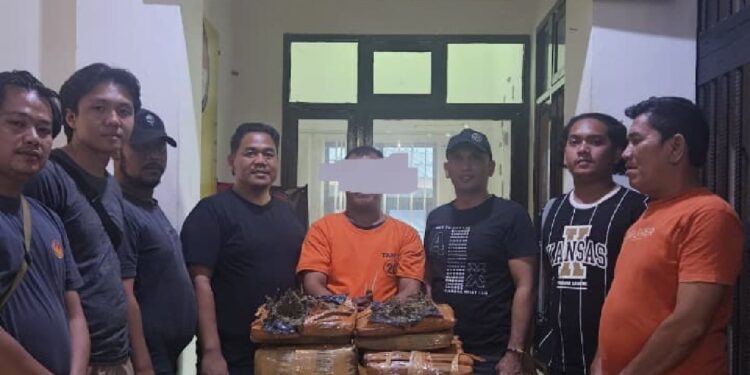 Bawa 26 Kg Ganja, Pelaku Narkotika Ditangkap Polisi di Labuhanbatu Selatan