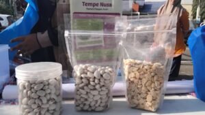 Rumoh Pangan Aceh Kembangkan Kacang Koro sebagai Alternatif Kedelai Impor