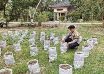 Gagasan Kapolda Aceh Terbukti Berhasil, Lumpur Banjir Jadi Media Tanam Produktif