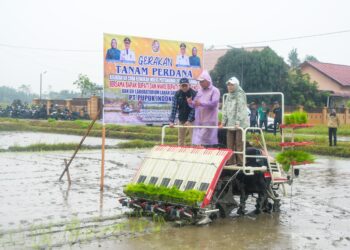 Deli Serdang Penanaman Uji Coba IP 300, Target 1 Ha Hasilkan 9 Ton Bukan Hal Mustahil