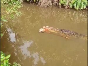 Beredar Video Seorang IRT Diterkam Buaya Saat Mencari Kerang Sungai di Simeulue