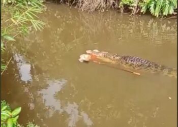 Beredar Video Seorang Wanita Diterkam Buaya di Simeulue Saat Mencari Lokan