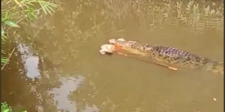 Beredar Video Seorang Wanita Diterkam Buaya di Simeulue Saat Mencari Lokan