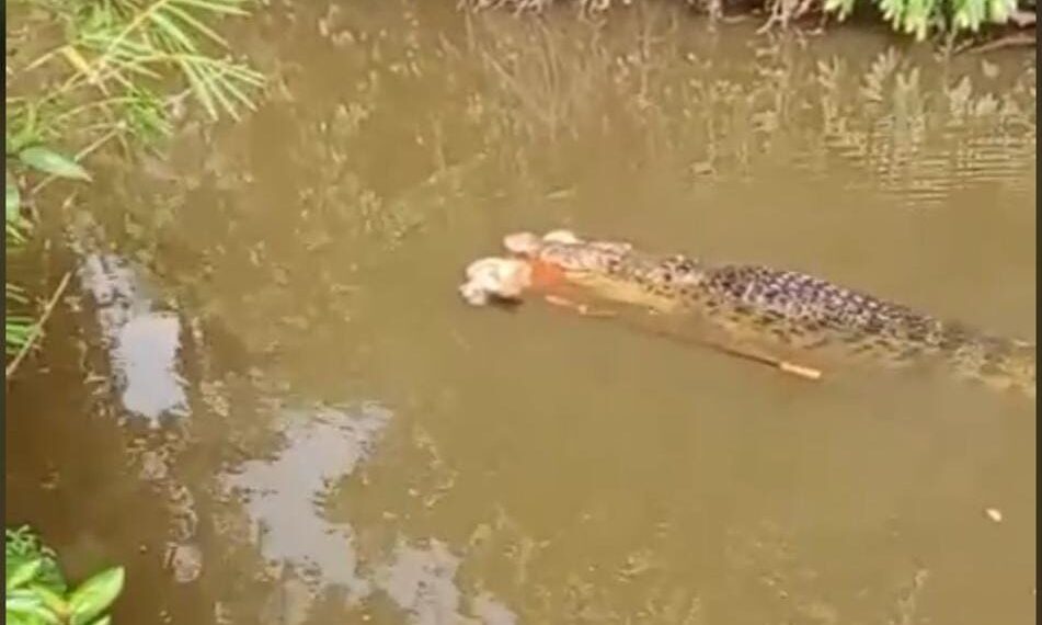 Beredar Video Seorang IRT Diterkam Buaya Saat Mencari Kerang Sungai di Simeulue
