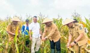 Produksi Jagung Saentis Meningkat, Wabup Deli Serdang Tekankan Pentingnya Pendataan untuk Hilirisasi
