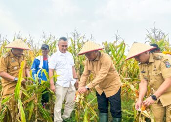 Produksi Jagung Saentis Meningkat, Wabup Tekankan Pentingnya pendataan untuk Hilirisasi
