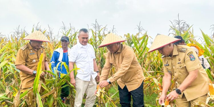 Produksi Jagung Saentis Meningkat, Wabup Tekankan Pentingnya pendataan untuk Hilirisasi