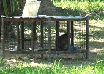 Monyet Gigit Sejumlah Warga Damkar Deli Serdang Turun Pencarian