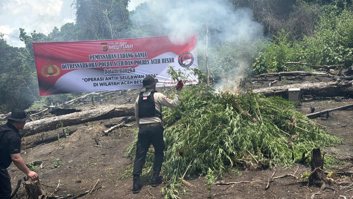 Kapolda Aceh Turun Langsung Musnahkan Ladang Ganja di Lampanah