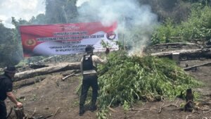 Kapolda Aceh Turun Langsung Musnahkan Ladang Ganja di Lampanah