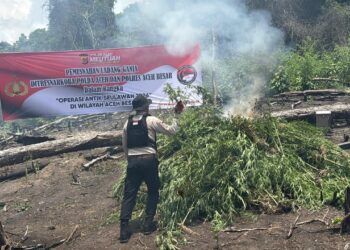 Kapolda Aceh Turun Langsung Musnahkan Ladang Ganja di Lampanah