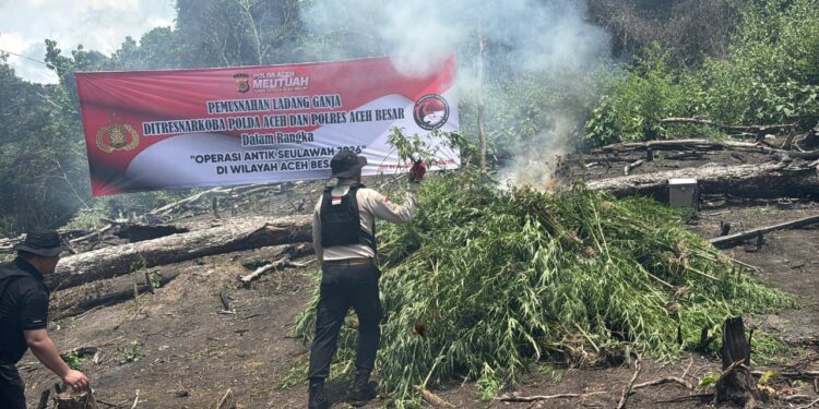 Kapolda Aceh Turun Langsung Musnahkan Ladang Ganja di Lampanah