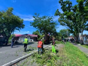 DLH Aceh Barat Gandeng HMI dan BIC Dalam Kegiatan Aksi Konservasi Pohon Kolaboratif