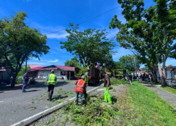 Dlh Aceh Barat Gandeng HMI Dan BIC Dalam Kegiatan Aksi Konservasi Pohon Kolaboratif
