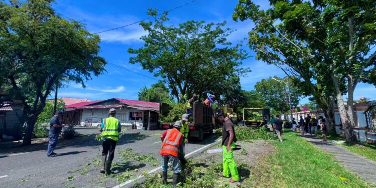 Dlh Aceh Barat Gandeng HMI Dan BIC Dalam Kegiatan Aksi Konservasi Pohon Kolaboratif