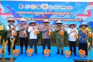 Polda Sumut Ikuti Panen Raya Jagung Serentak Polri Bersama Presiden Prabowo
