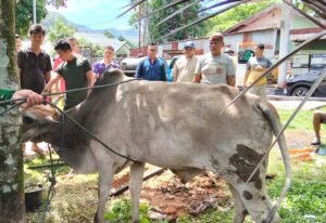 Sambut Hari Raya Idul Adha, satuan Denbekang 1/2A Sibolga, Sembelih Hewan Qurban.