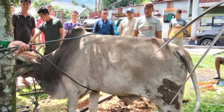 Sambut Hari Raya Idul Adha, satuan Denbekang 1/2A Sibolga, Sembelih Hewan Qurban.
