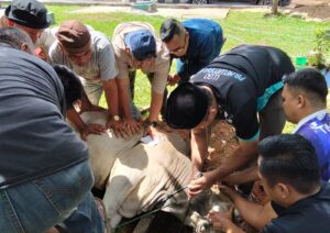 IMG-20260527-WA0041-300x212 Sambut Hari Raya Idul Adha, satuan Denbekang 1/2A Sibolga, Sembelih Hewan Qurban.
