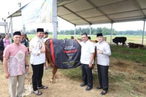 Polda Sumut Sembelih 31 Ekor Sapi di Hari Raya Idul Adha 2026