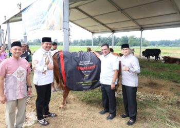 Polda Sumut Sembelih 31 Ekor Sapi di Hari Raya Idul Adha, Sapi Kurban Kapolda Berbobot 1 Ton Keren!