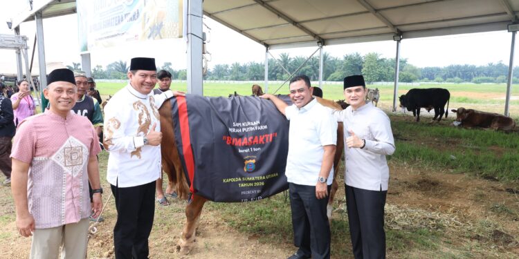 Polda Sumut Sembelih 31 Ekor Sapi di Hari Raya Idul Adha, Sapi Kurban Kapolda Berbobot 1 Ton Keren!