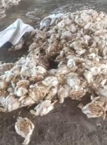 Dua Hari Listrik Padam, Peternak Ayam di Deli Serdang Menjerit