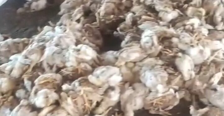 Dua Hari Listrik Padam, Peternak Ayam di Deli Serdang Menjerit
