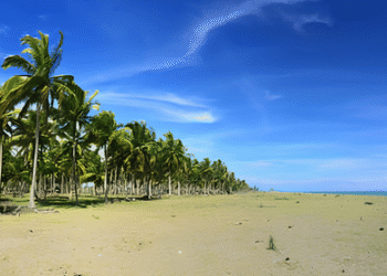 Deretan Kelapa dan Laut Biru Pantai Seunagan, Permata Tersembunyi yang Memikat Hati Wisatawan di Nagan Raya