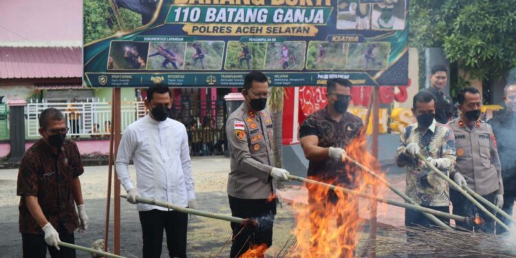 Polres Aceh Selatan Musnahkan Barang Bukti Narkotika Jenis Ganja  ‎