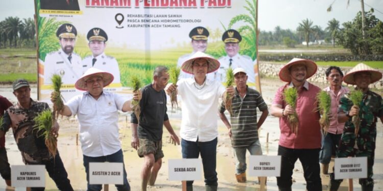 Pimpin Tanam Padi Perdana Pasca Bencana, Sekda Aceh : Jaga Stabilitas Pangan Tetap Aman