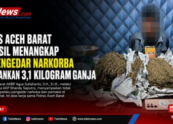 Polres Aceh Barat Berhasil Menangkap DPO Pengedar Narkorba dan Amankan 3,1 Kilogram Ganja