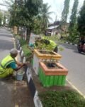 Petugas DLH Aceh Barat mengecat ulang pot tanaman dan pembatas trotoar di Meulaboh