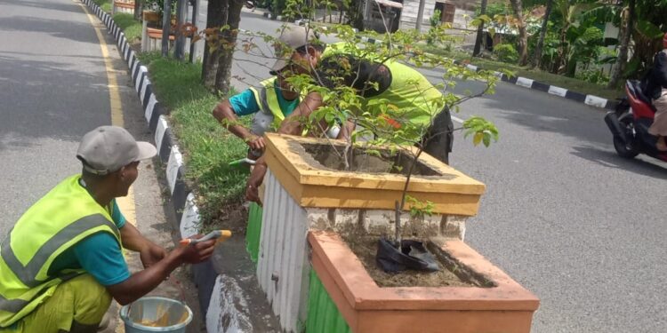 Petugas DLH Aceh Barat mengecat ulang pot tanaman dan pembatas trotoar di Meulaboh
