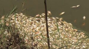 Gempar Sumut Apresiasi DLH dan Dinas Perikanan Deli Serdang Tangani Persoalan Petani Ikan   