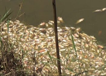 Gempar Sumut Apresiasi DLH dan Dinas Perikanan Deli Serdang Tangani Persoalan Petani Ikan