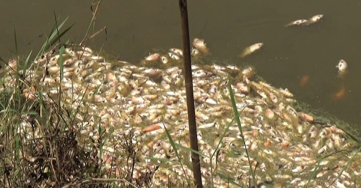 Gempar Sumut Apresiasi DLH dan Dinas Perikanan Deli Serdang Tangani Persoalan Petani Ikan