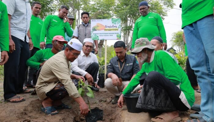 PT PIM Luncurkan Kampung Mangga di Aceh Utara