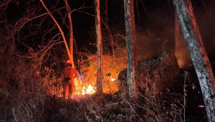 BNPB Ungkap Karhutla di Tiga Daerah, Puluhan Hektare Terbakar