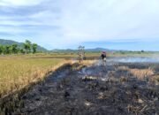 Petugas sedang memadamkan api yang melahap lahan sawah. (Dok. BPBA)