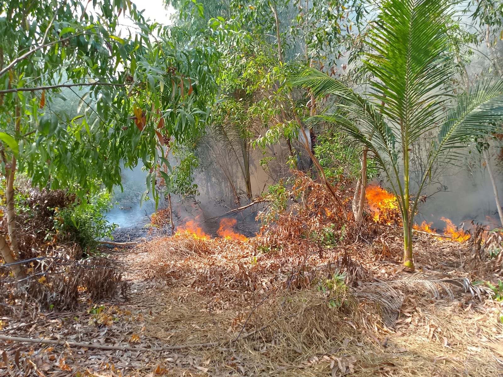 Kondisi lahan yang terbakar di Kelurahan Surutanga, Kecamatan Wara Timur, Kota Palopo, Provinsi Sulawesi Selatan, Senin (12/10). (Dok. BPBD Kota Palopo)