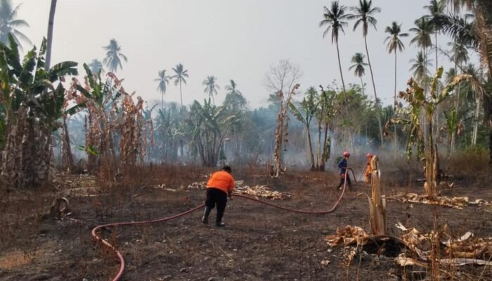BNPB Catat Kebakaran Lahan di Tiga Provinsi, Luasnya Capai 7 Hektare