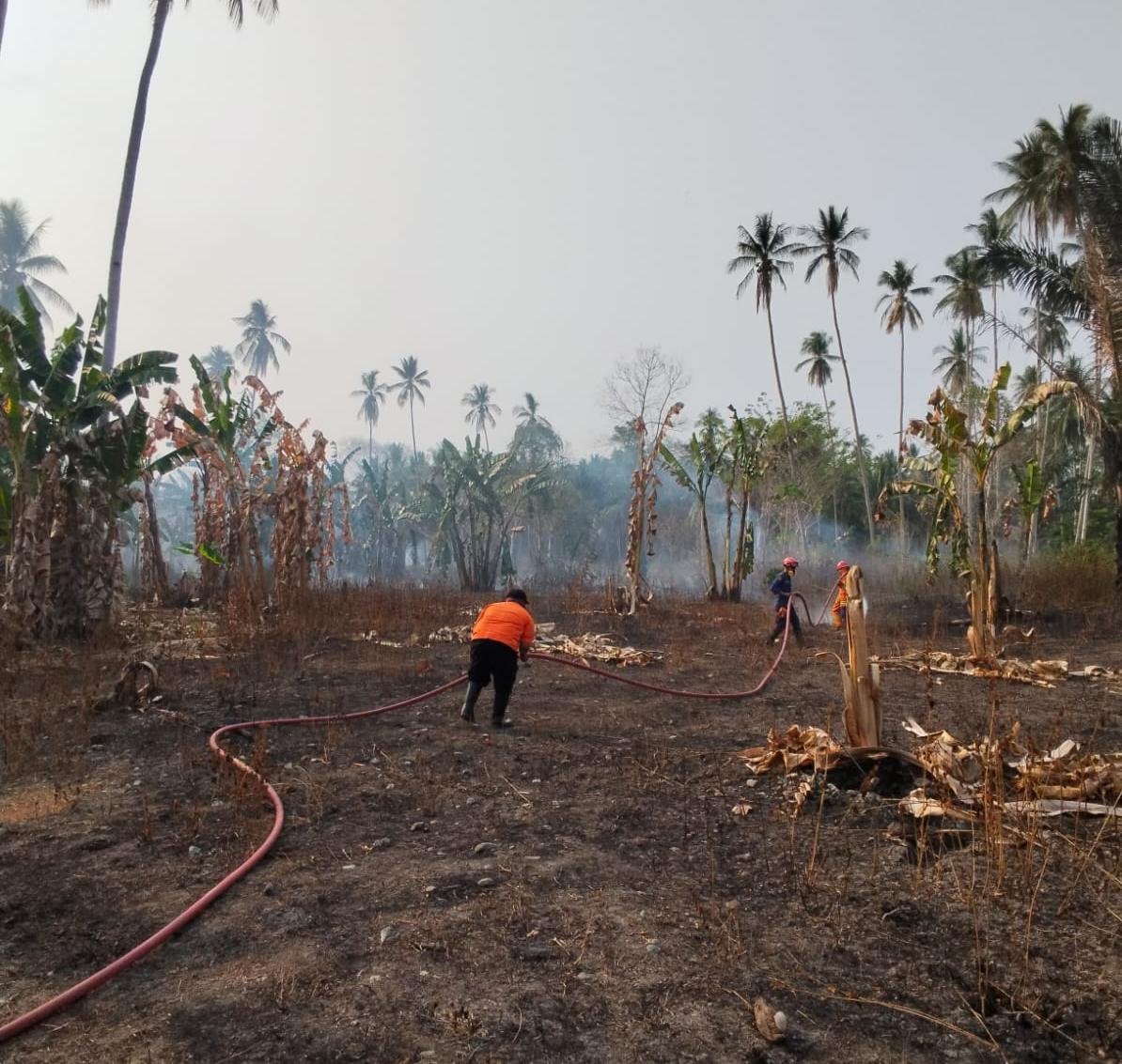 Tim gabungan berupaya memadamkan kebakaran hutan dan lahan yang terjadi di Kelurahan Labia Bae. (BPBD Kabupaten Tojo Una-Una)